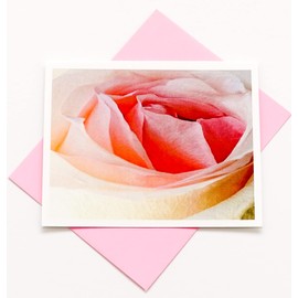 Sunshine Expressions Blooming Rose High-End Photographic Smooth Note Cards 8 w/10 Colored Envelopes, Boxed Set (4.25"x 5.50") Blank Inside - Made in USA