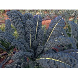 10 Types of Kale Seed Mix 500 Seeds for Planting Vates Blue Scotch, Dwarf Blue Scotch, Red Russian White Russian, Siberian, Dwarf Siberian, Ethiopain, Premier, Bayou and Tuscan Lacinato AKA Dino