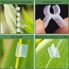 Candeon Plant clip Grafting Special grafting clip Tomato seedling grafting