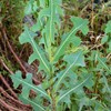 Palm Beach Medicinal Herbs - Prickly Wild Lettuce (Lactuca serriola)