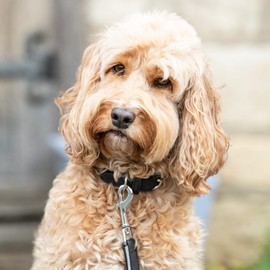 HUGO & HUDSON Luxury Dog Collar Denim and Leather with Adjustable Metal Buckle, Grey & Black 30cm