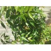 Fresh 200-220 Organically Grown Fresh Neem leaves, Azadirachta Indica, Nimba,