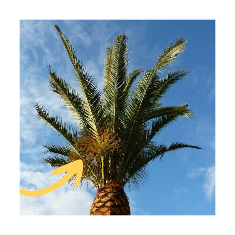 Biotop Useful Nematodes for Palm Trees (25m)