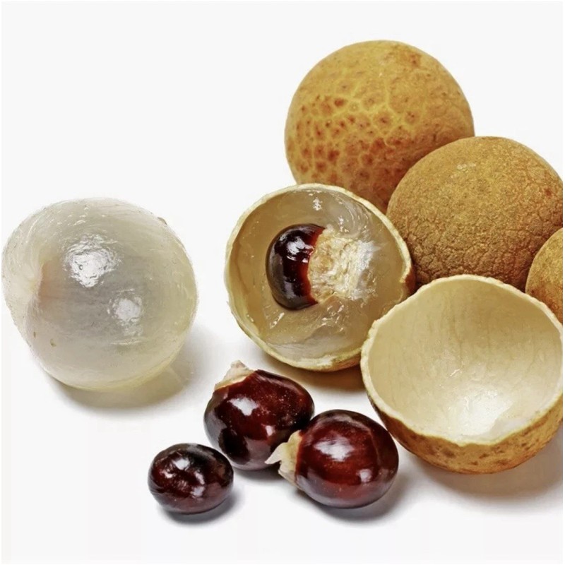 Longan 1 Longan Dimocarpus Tree With Pot 12” Dragon Eye