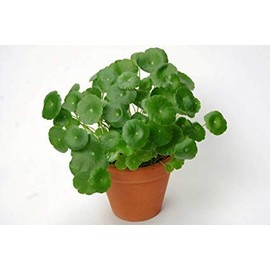 100 Seeds Centella Asiatica Seeds, Indian Pennywort Gotu Kola Seeds