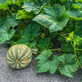 Squash Seeds - Winter - Cushaw Green Striped - 4 g Packet ~20 Seeds - Cucurbita argyrosperma - Farm & Garden Vegetable Seeds - Non-GMO, Heirloom, Open Pollinated, Annual - Cushaw Green Striped Pumpkin