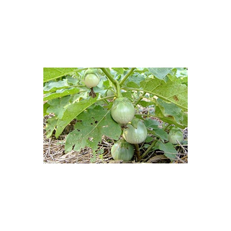 Thai Eggplant Seeds "Petch Siam"200 Vegetable Seeds, Heirloom From Thailand