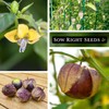 Sow Right Seeds - Purple Tomatillo Seeds for Planting -