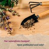 Thaibasilic (Ocimum Basilicum) Organic – Approx. 250 Seeds