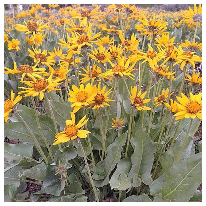 Everwilde Farms - 150 Arrowleaf Balsamroot Native Wildflower Seeds -