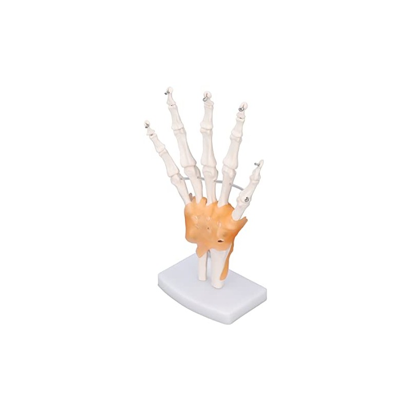 Modelo de Esqueleto de Mano, Modelo Anat?mico de Esqueleto de
