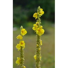 Pure Herbs: Mullein Leaf - 4 oz.