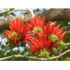 Buy Rare Seeds Erythrina arborescens | Coral Tree | 5_Seeds