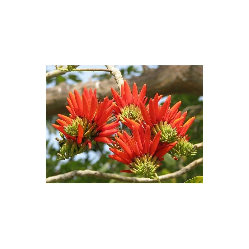 Buy Rare Seeds Erythrina arborescens | Coral Tree | 5_Seeds
