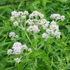 200Pcs Boneset Seeds Eupatorium Perfoliatum Seeds for Planting Attracts Bee