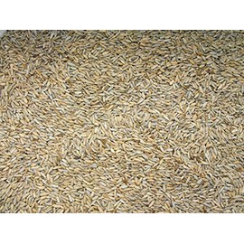 Lewis Family Farm 15 lb Cereal Rye Grain Seeds Open Pollinated Cover Crop Forage Deer Plot Food