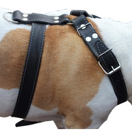 Black Genuine Leather Dog Harness Large. 30-35 Chest, 1.5 Wide Straps Pitbull, Boxer