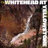 Whitehead At Yellowstone