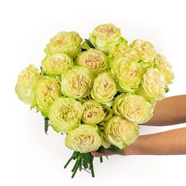 BloomsyBox: Emerald Dream -18 Long Stems Green bicolor Rose, Long Lasting, Hand-Tied in Eco-friendly Wrap, Farm Fresh Flowers Bouquet - Flower Delivery, Birthday Flowers, Anniversary Flowers