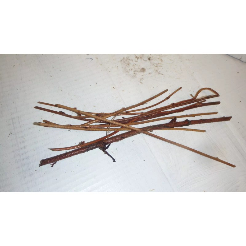 mightyoaktreenursery.com 6 scion cuttings of Akebia Quinata (aka Chocolate Vine)