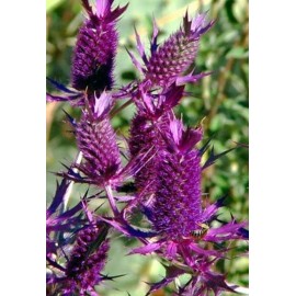Red Holly Purple Eryngium Eye Catching Architectural Thistle Purplish Red 50 Seeds