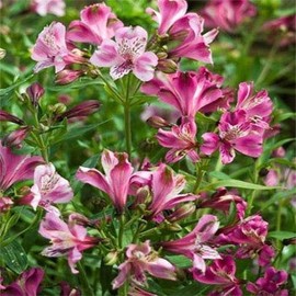 Alstromeria Peruvian Lily Devotion Flower Seed - 10 Seeds