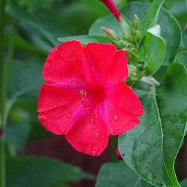 Four O'Clock Flower Seeds Mirabilis Jalapa Tropical Ornamental Flowering Plant Fragrant Patio Garden Border Outdoor 100Pcs Flower Seeds by YEGAOL Garden