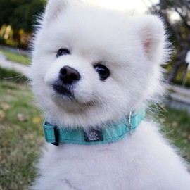 IVY&LANE Reflective Dog Collar and Leash Set,Adjustable Neoprene Padded Dog Collars for Puppy, Breathable Nylon Pet Collar for Small Medium Large Dogs, 5FT Nylon Dog Leash(Collar+Leash,Medium,Teal)