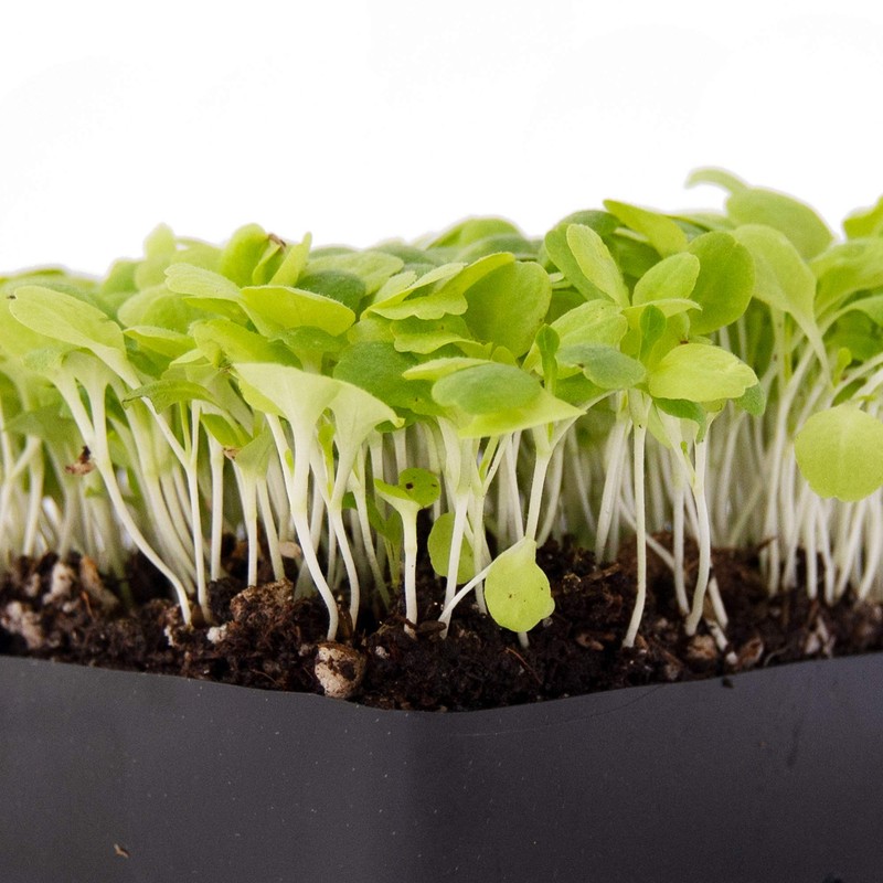 Lettuce Microgreens Seeds - 1 Oz ~25,000 Seeds - Grow