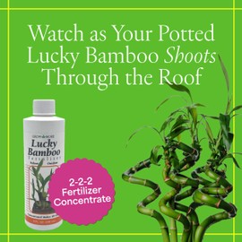 Grow More Lucky Bamboo Fertilizer (2-2-2) - 8oz of USA-Made & Concentrated Liquid Plant Food That Makes 48 Gallons - Outdoor & Indoor Bamboo Plant Food for Fast Growth