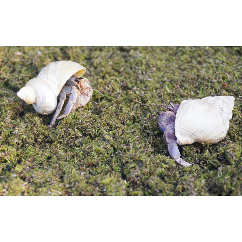 Jinymral 3.5oz Hermit Crabs Substrate, Ideal for Hermit Crab Supplies