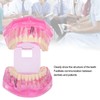Transparent Adult Teeth Model Pathological Repair Studying Dental Teaching Tools