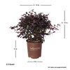 Southern Living Plant Collection 2.5 Qt - Red Diamond Compact