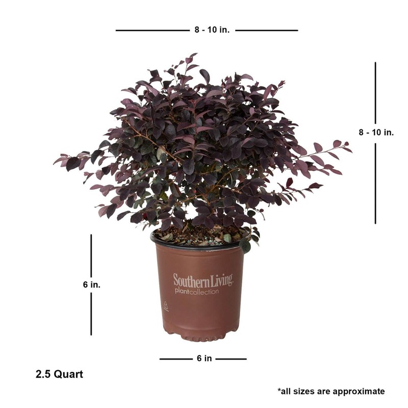 Southern Living Plant Collection 2.5 Qt - Red Diamond Compact
