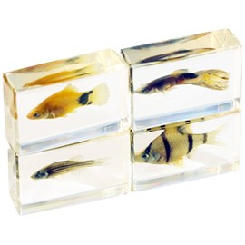 REAL BUG 4 Pc Tropical Fish Paperweight Collection