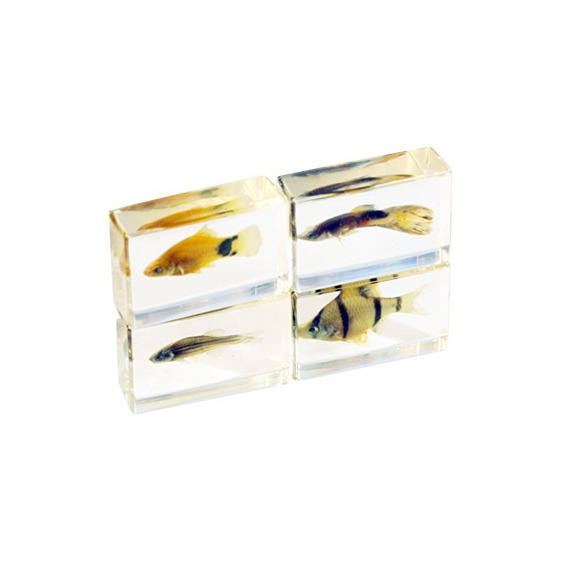 REAL BUG 4 Pc Tropical Fish Paperweight Collection