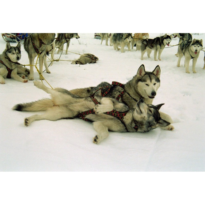 Weight Pulling Sledding Dog Harness X-Back Style Black Large, 21"