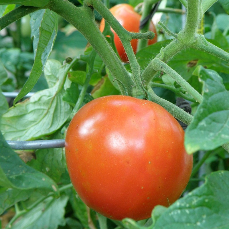 Bonnie Plants Big Boy Tomato Live Vegetable Plants - 4