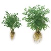 50pc Plant Tabs - Organically Based Beneficial Mycorrhizal Fungi for