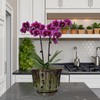 Grdthzey Ceramic Orchid Pots with Drainage Hole 6'' (mossgreen)