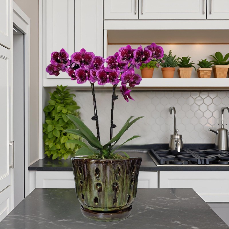 Grdthzey Ceramic Orchid Pots with Drainage Hole 6'' (mossgreen)
