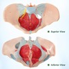 Merinden Life-Size Female Pelvis & Pelvic Floor Muscles Model