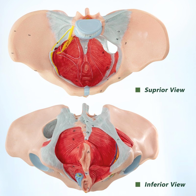 Merinden Life-Size Female Pelvis & Pelvic Floor Muscles Model