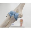 Mini size elbow joint model for easy handling, articulating movable