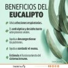 Hojas Eucalipto Medicinal Infusión