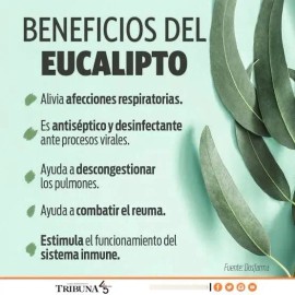 Hojas Eucalipto Medicinal Infusión