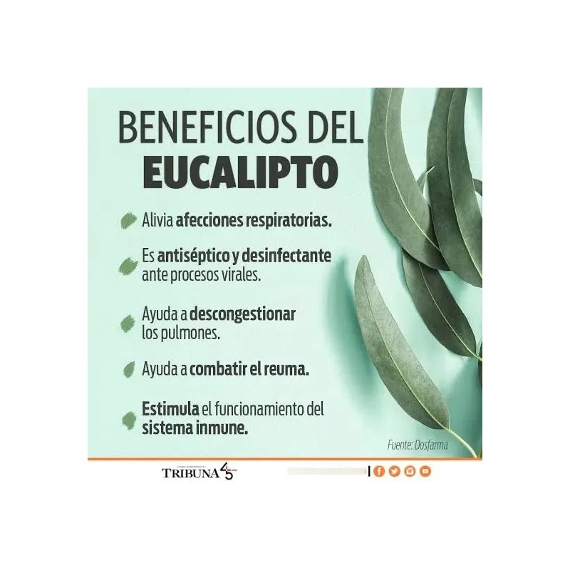 Hojas Eucalipto Medicinal Infusión