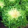 SeedsUP - 700+ Seeds Frisee Curly Endive - Salad -