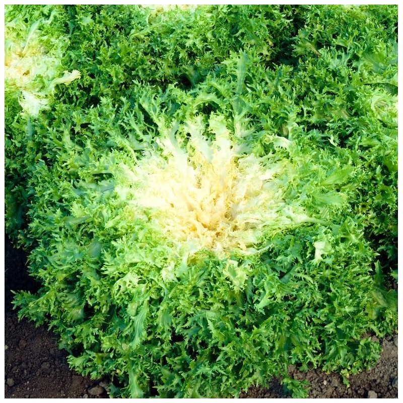 SeedsUP - 700+ Seeds Frisee Curly Endive - Salad -