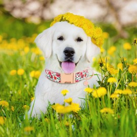 HSIGIO Soft Cotton Dog Collar, Adjustable Dog Collar with Metal Buckle, Red Rose with Pendant Girl Boy Dog Collars Gift for Small Medium Large Dogs (Small)